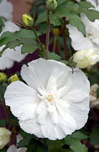 Obraz Hibiscus